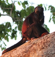 Alouatta discolor