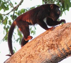 Alouatta discolor