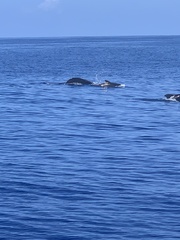 Globicephala