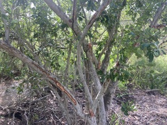 Elaeodendron xylocarpum