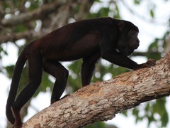 Alouatta discolor