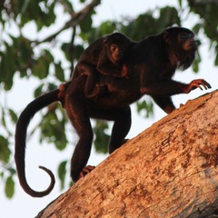Alouatta discolor