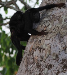Alouatta discolor