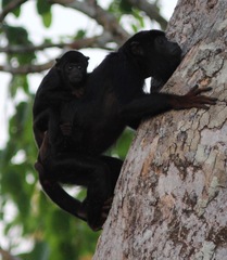 Alouatta discolor