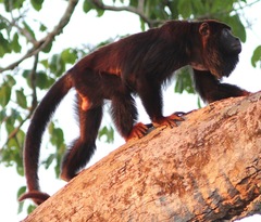 Alouatta discolor