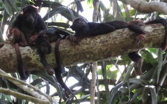 Alouatta discolor
