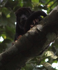Alouatta discolor
