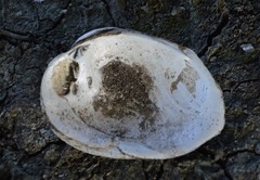 Glebula rotundata