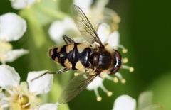Parhelophilus rex