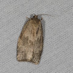 Choristoneura conflictana