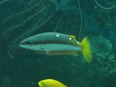 Lutjanus biguttatus