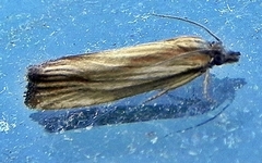 Eucosma radiatana
