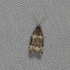 Pseudosciaphila duplex