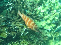 Epinephelus fasciatus