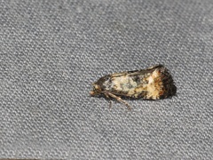 Neocochylis dubitana