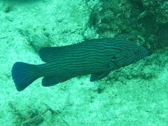 Cephalopholis formosa