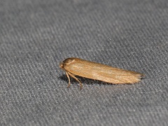 Holcocera immaculella