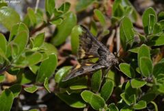 Drasteria occulta