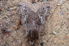 Cerastis enigmatica