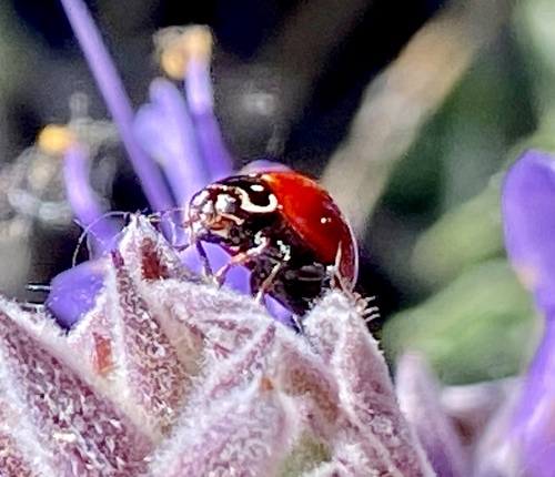 iNaturalist observation photo of Spotless Lady Beetle