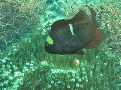 Amphiprion biaculeatus