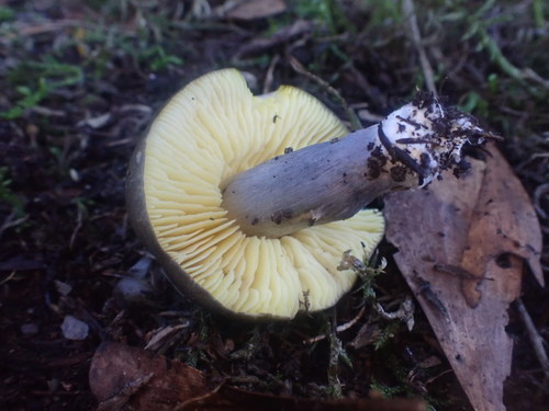Entoloma mathinnae