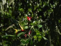 Sanchezia cyathibractea