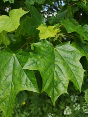 Acer platanoides