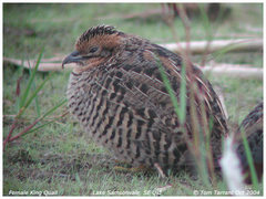 Blue-Breasted Quail photo 5
