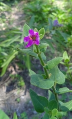 Mirabilis viscosa