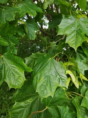 Acer platanoides
