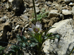 Anemone tuberosa