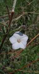 Convolvulus equitans