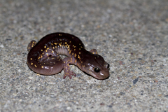Aneides lugubris