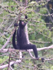 Ateles marginatus