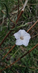 Convolvulus equitans