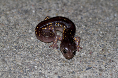 Aneides lugubris