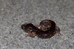 Aneides lugubris