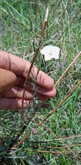 Convolvulus equitans