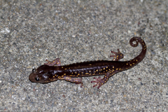Aneides lugubris