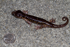 Aneides lugubris