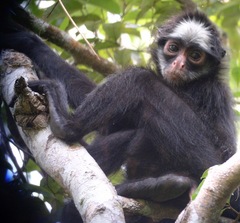 Ateles marginatus