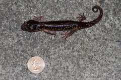 Aneides lugubris