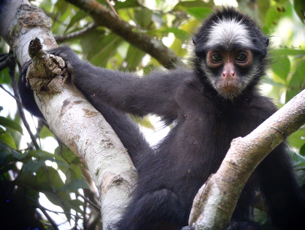 MACACO ARANHA DE TESTA BRANCA (WHITE-CHEEKED SPIDER MONKEY-ING