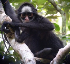 Ateles marginatus