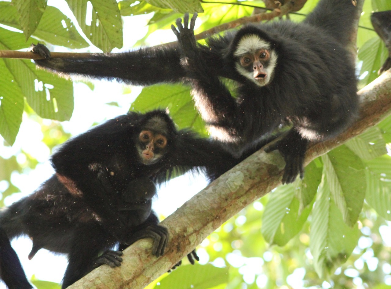 Macaco-aranha-de-cara-branca (Ateles marginatus)