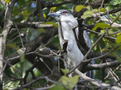 Nycticorax nycticorax