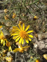 Senecio subulatus