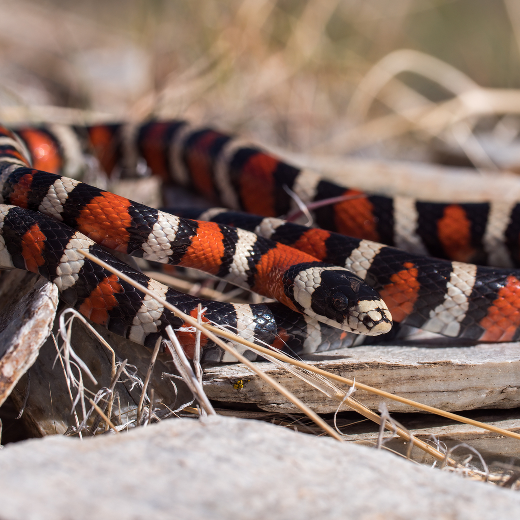 Sonoran Mountain Kingsnake
