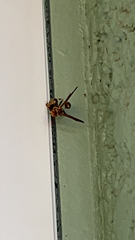 Mischocyttarus mexicanus